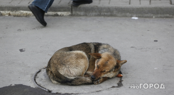 Владимир Сипягин занялся проблемой бездомных собак в столице региона