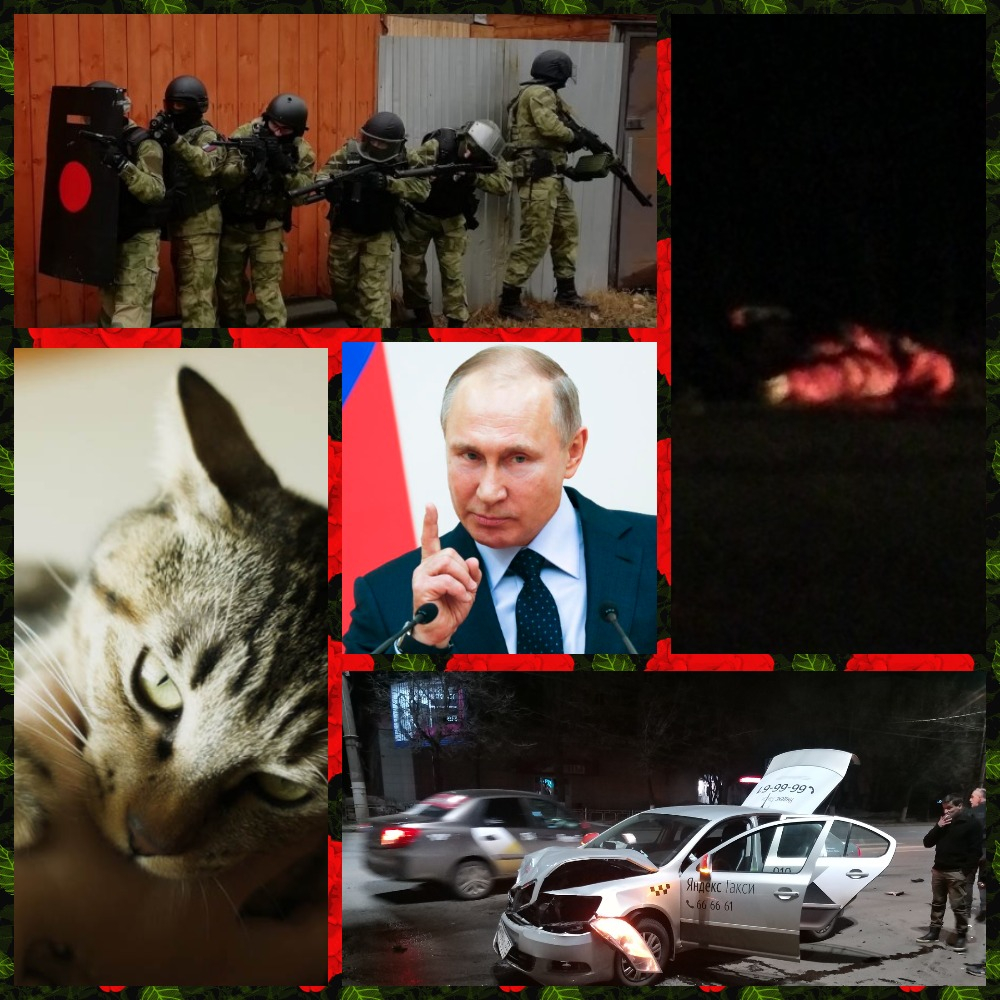 Владимир за день: бешеный кот, похищение икон и "неодобрение" Путина