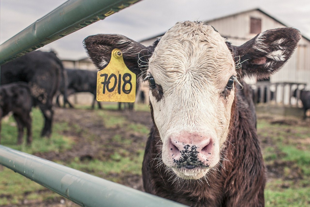 Аграрий в Селивановском районе спас коров ценой собственного здоровья
