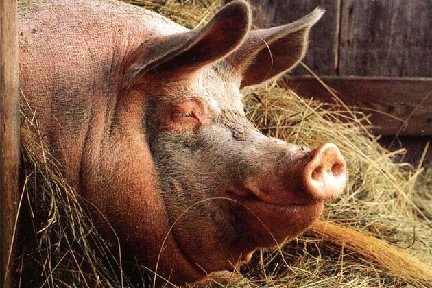 Губернатор пообещал возродить свинокомплекс в микрорайоне Лесной