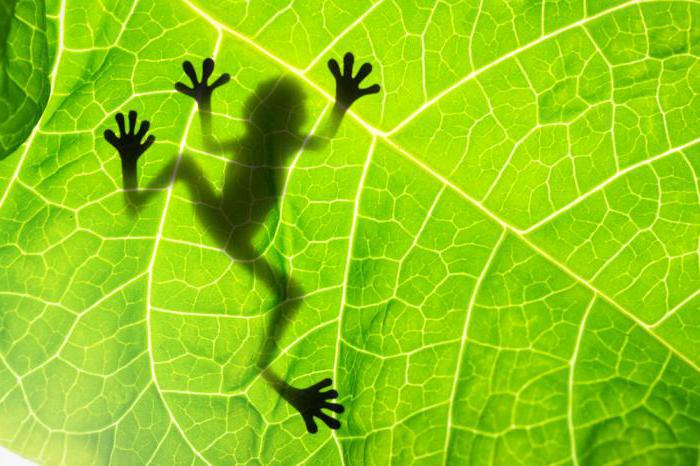 Тест дня: только гений биологии ответит на эти вопросы без ошибок