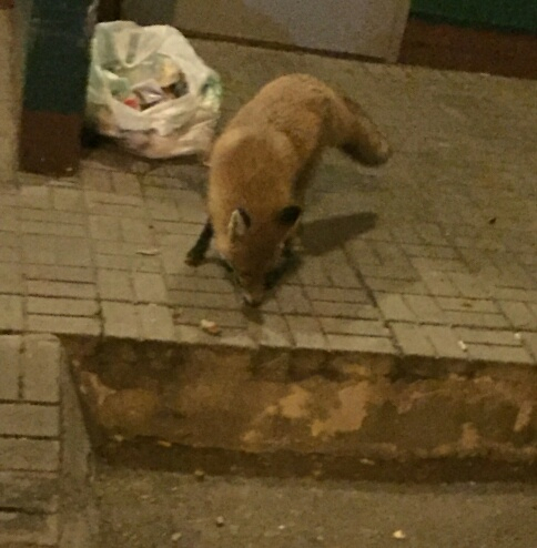 Отчаянная лисица вышла к вязниковцам в поисках пищи