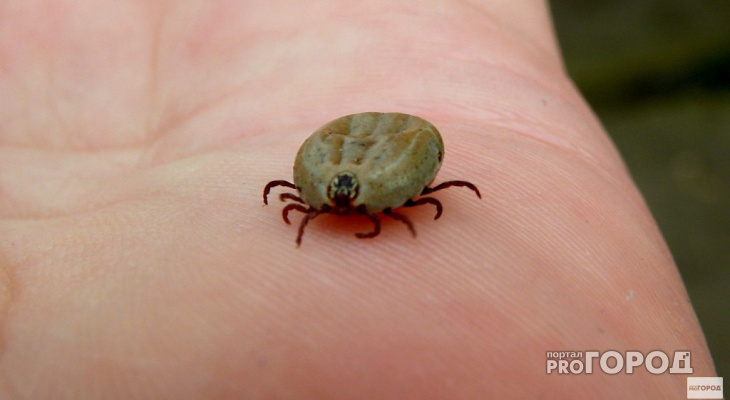 С начала сезона клещи покусали уже 60 владимирцев