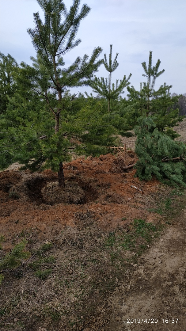 "Это варварство": десятки молодых сосен выкопали в лесу под Киржачом