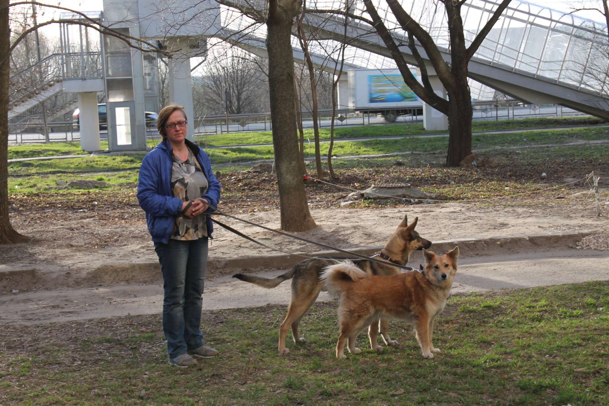 "Собачьи войны": владимирцы против выгула животных в общественных местах
