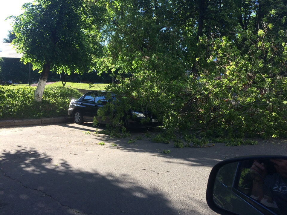 Дерево упало на автомобили неподалёку от Золотых ворот
