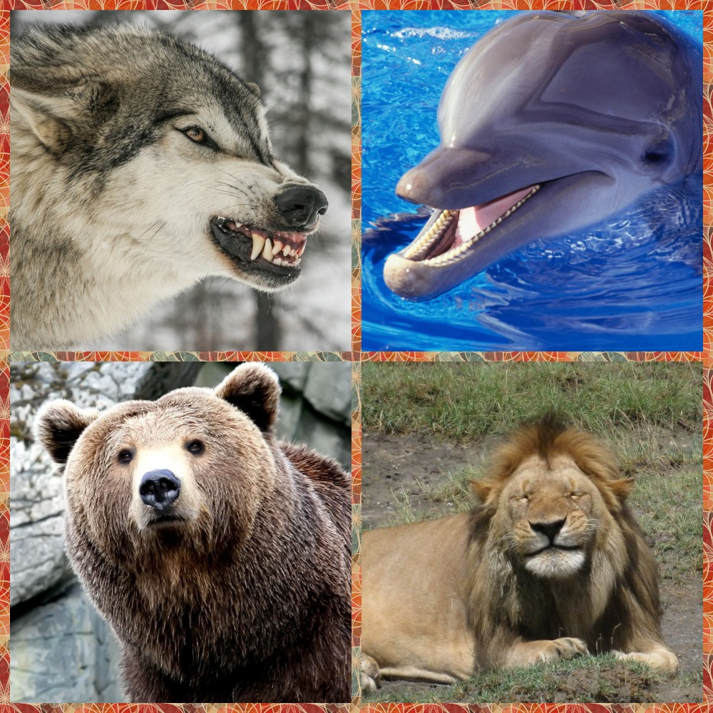 Тест дня: какой у вас хронотип — волк, медведь, дельфин или лев?