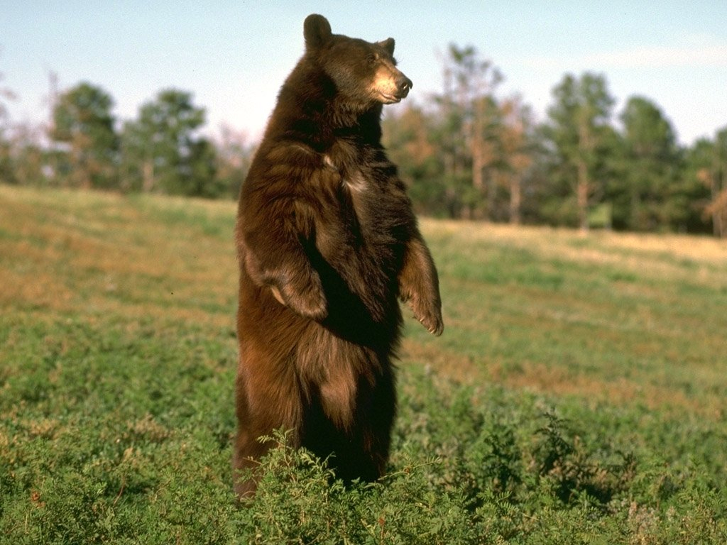 По Владимиру гуляют медведи. Будьте осторожны!