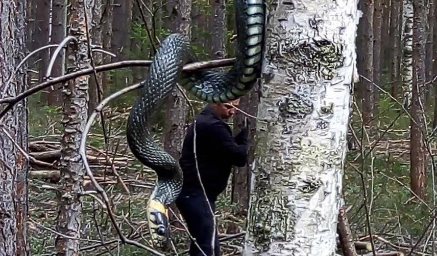 Фото с огромной змеей удивило владимирцев
