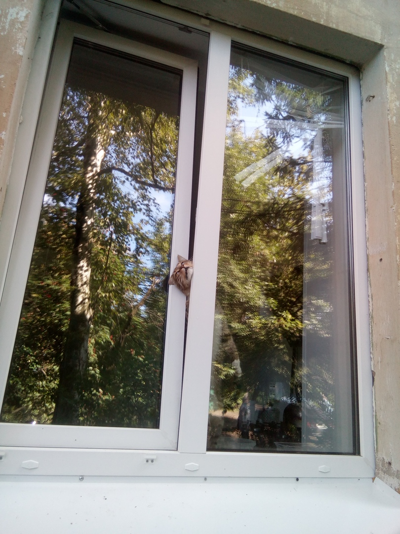 Владимирцев шокировало жестокое фото с застрявшим в окне котом