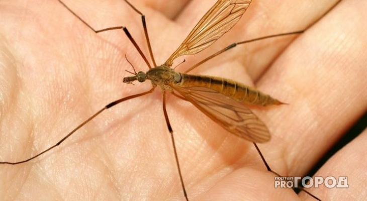 Комариный укус, несущий смерть: владимирцы могут оказаться под угрозой