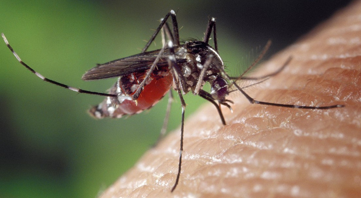 Стоит ли владимирцам опасаться заразных комаров на Юге России?