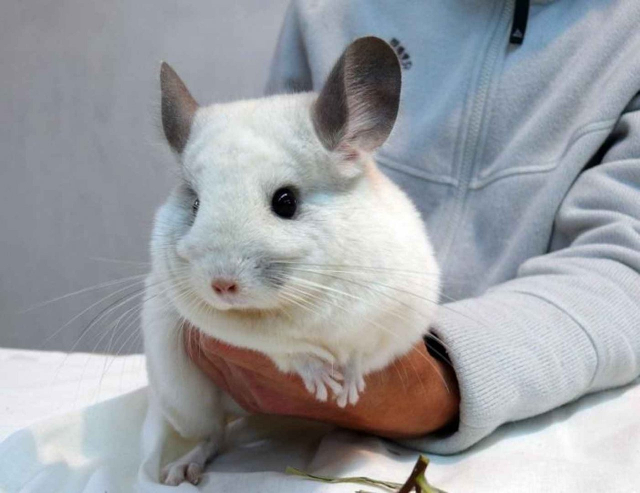 Где вылечить шиншиллу: одно из самых удобных мест для жителей Доброго