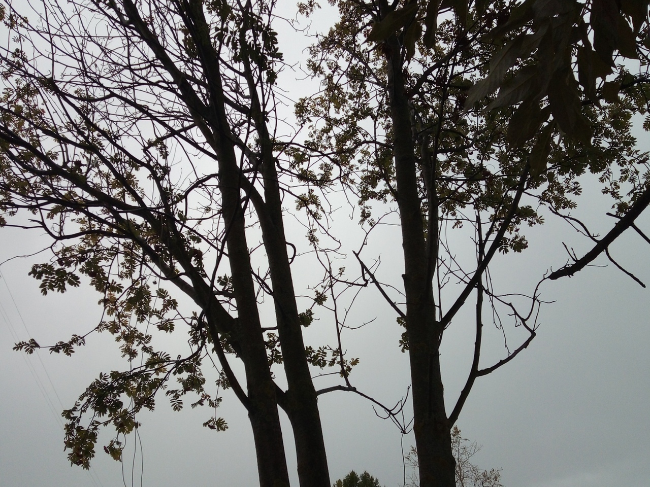 Синоптики рассказали, какую погоду владимирцам ожидать в четверг