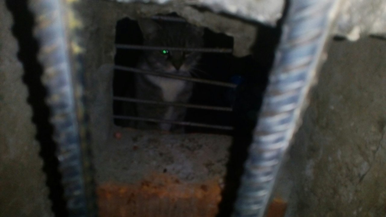 Во Владимире коммунальщики замуровали кошек в подвале