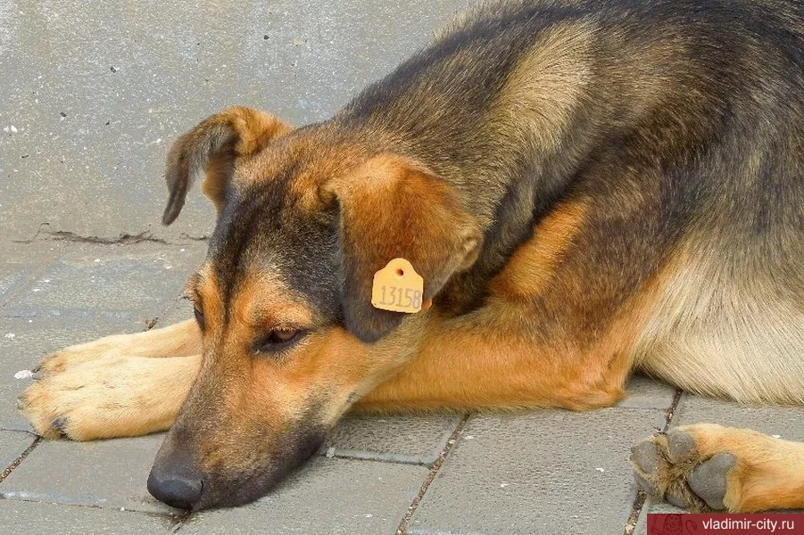 Фото к статье: Во Владимире начали принимать заявки на отлов беспризорных псов