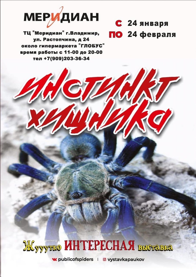 Во Владимире проходит выставка живых пауков и скорпионов
