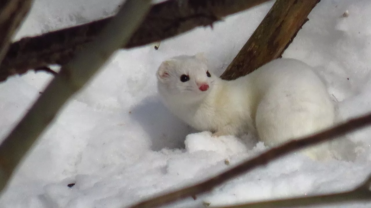 Фото к статье: В парке "Дружба" во Владимире поселилась ласка