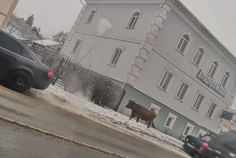 В Вязниках по центру города разгуливала корова