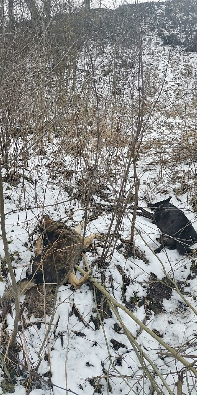 В Александрове догхантеры жестоко убили двух безобидных собак
