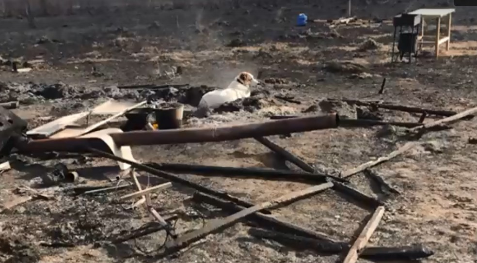 Из-за пала травы в Петушках загорелся собачий приют