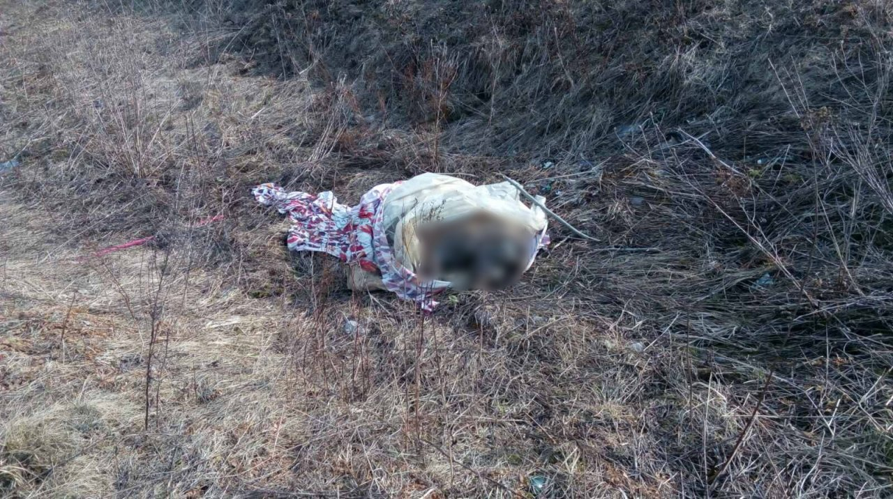Во Владимире в очередной раз нашли труп собаки