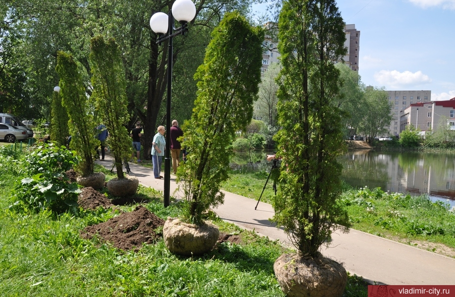 У Соловьиного пруда во Владимире высадили аллею из туй