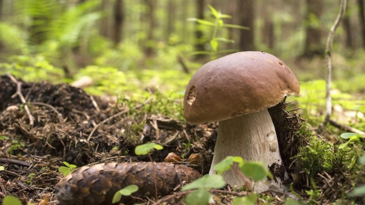 Владимирская область вошла в десятку самых грибных мест России
