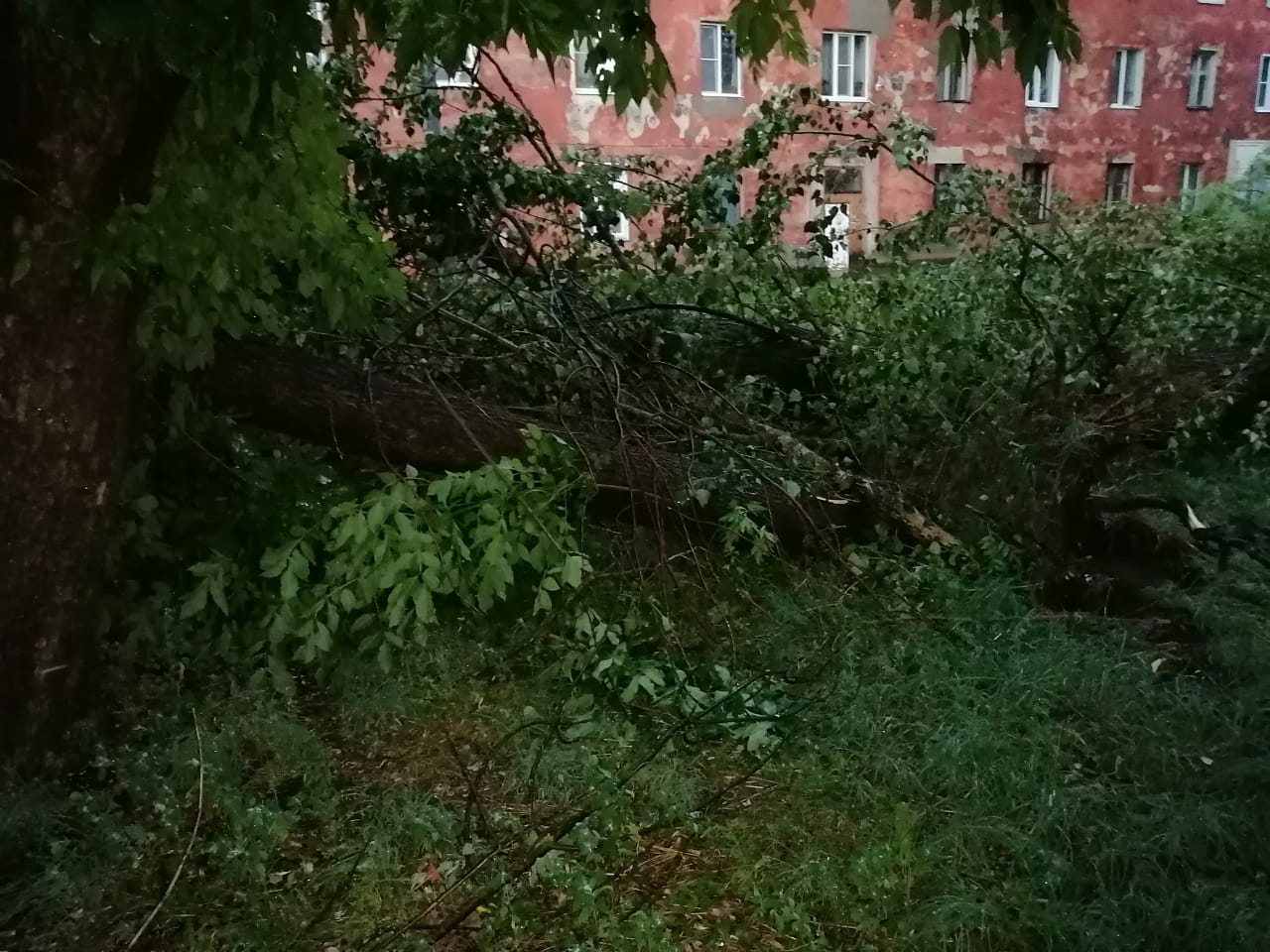 Ветер повалил почти сотню деревьев во Владимирской области