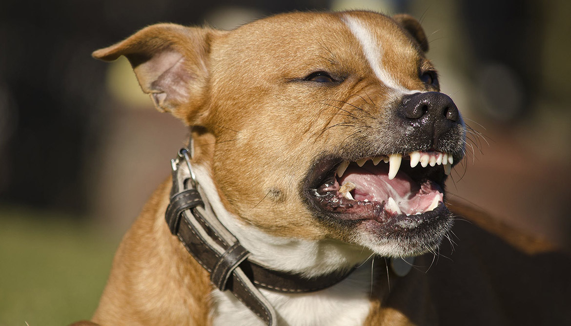 В Коврове на женщину с щенком напали бойцовые собаки