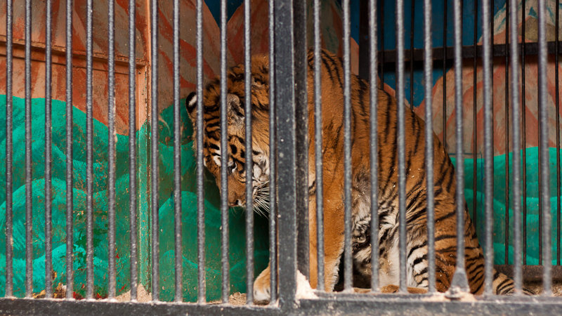 Во Владимирской области найдены грубые нарушения в передвижном зоопарке