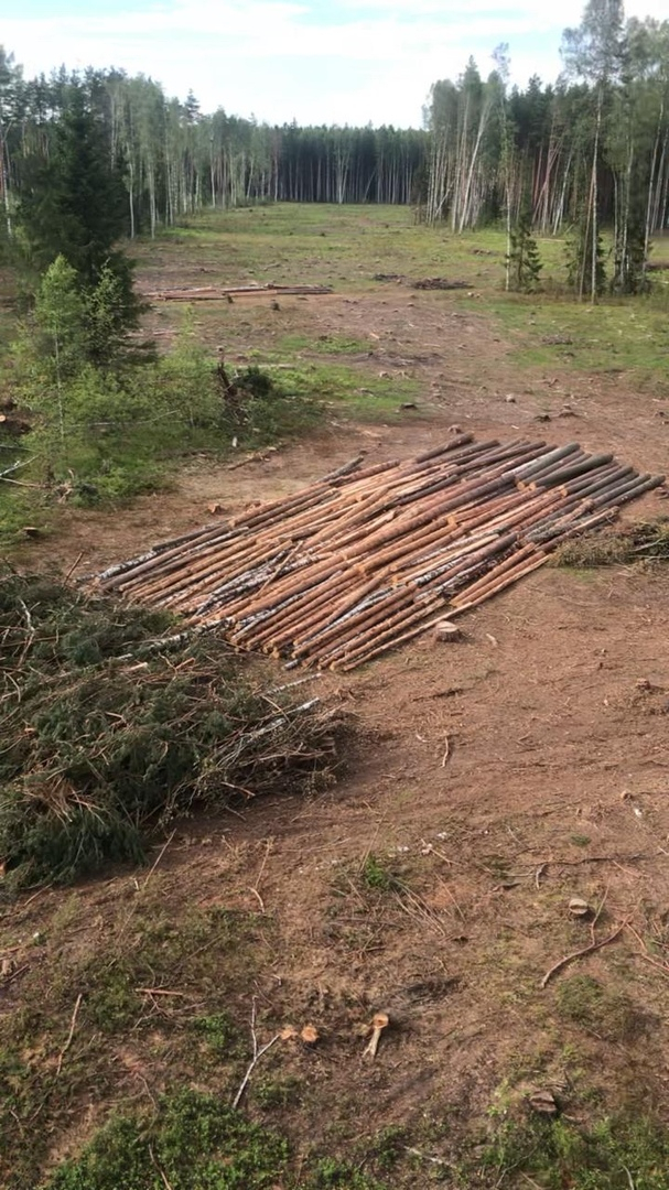 Во Владимирской области ФСБ пресекла незаконную вырубку леса