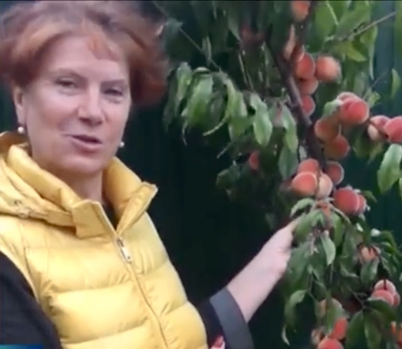 Садовод-любитель во Владимирской области выращивает южные фрукты