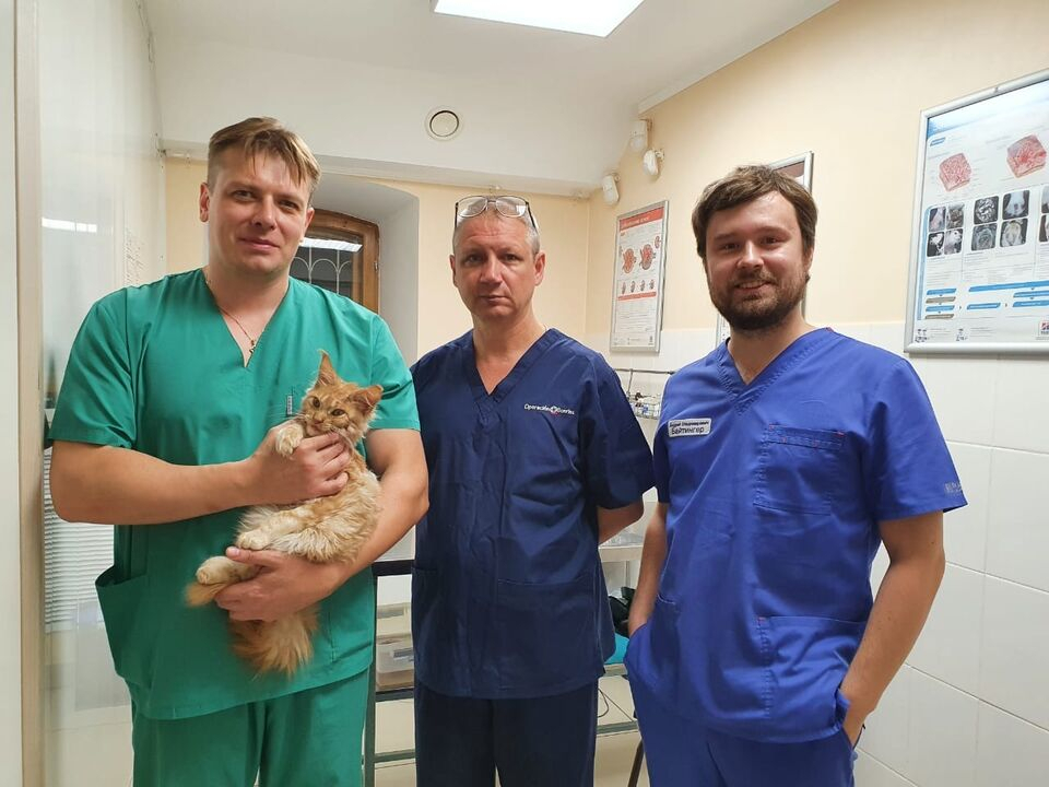 Владимирский челюстно-лицевой хирург прооперировал котенка с волчьей пастью