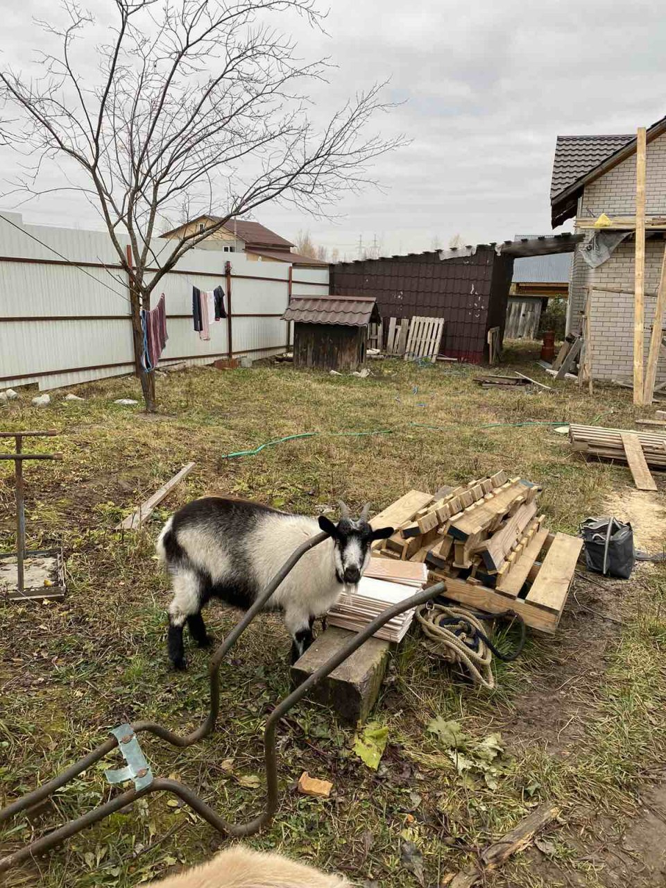 Три козы во Владимире живут в собачьей будке