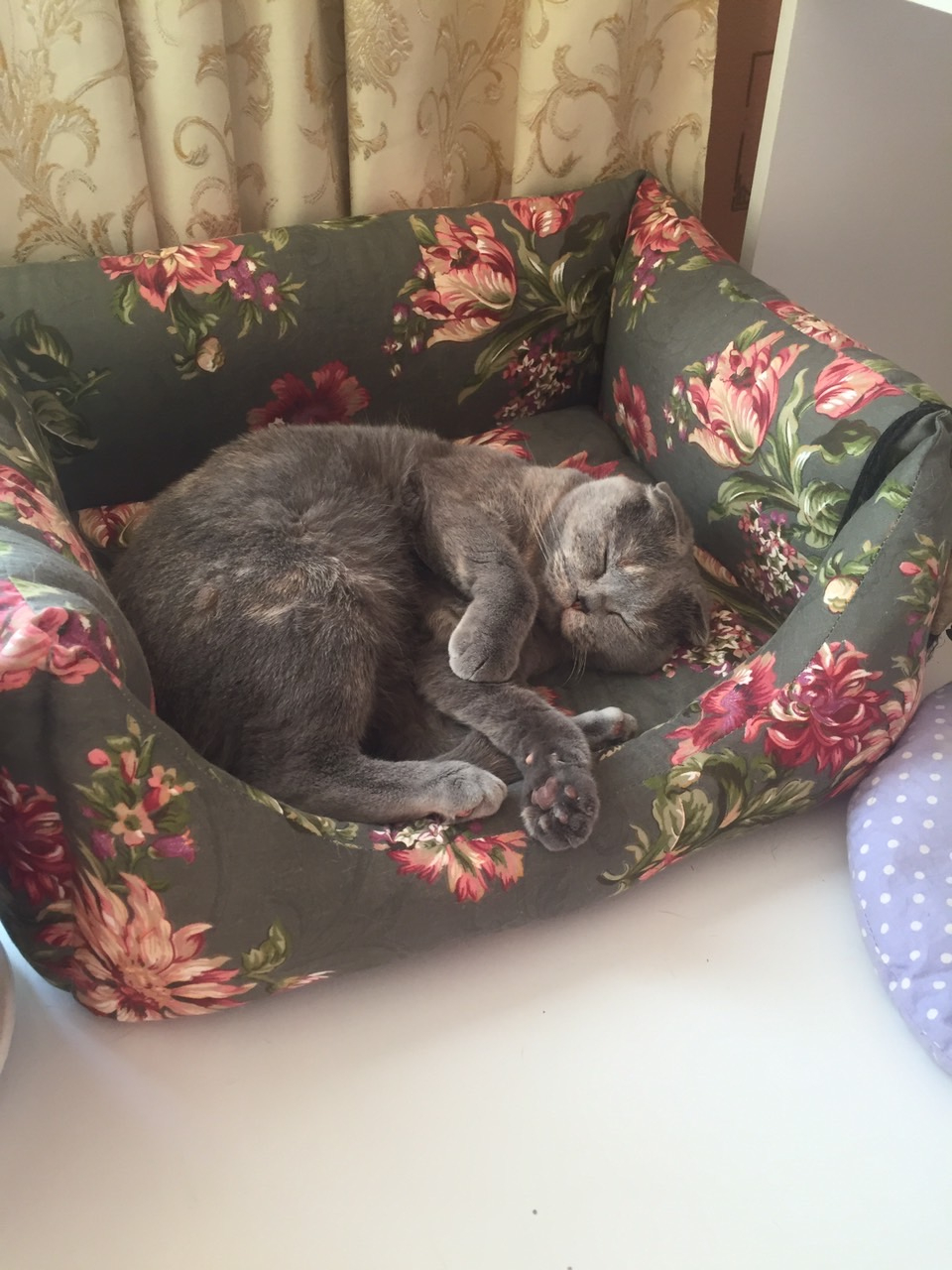 Владимирская кошка из приюта нашла дом и стала звездой Инстаграма