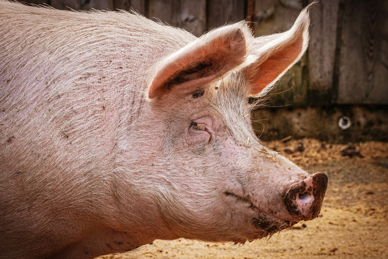 Во Владимирской области уничтожают последних свиней