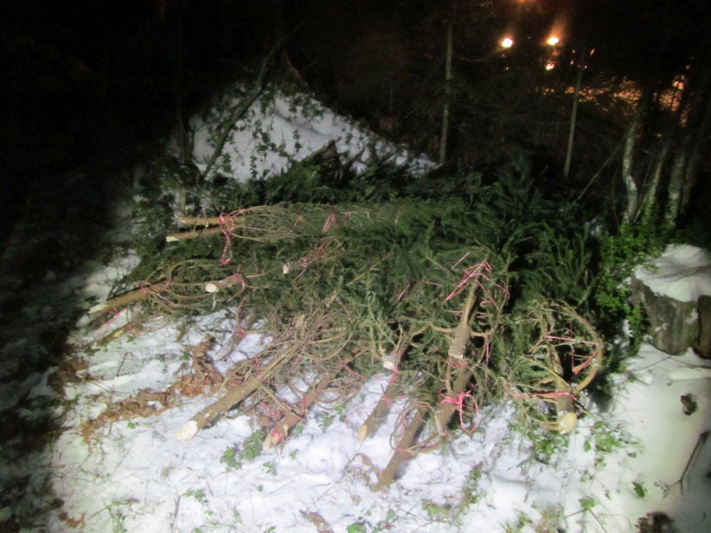 В Гороховецком районе два жителя срубили 26 ёлок перед Новым годом