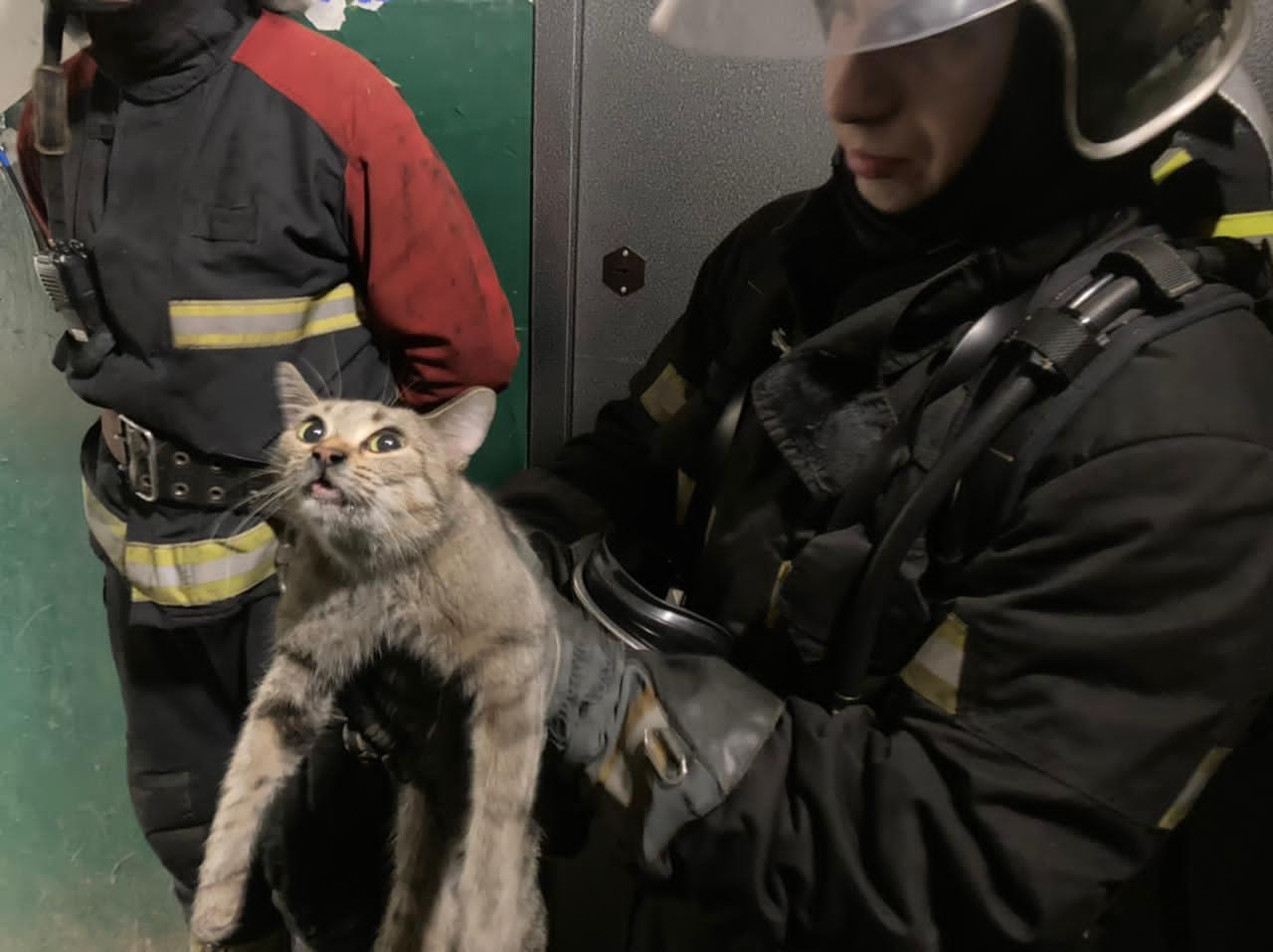 Пожарные во Владимире спасли из пожара женщину и кошку