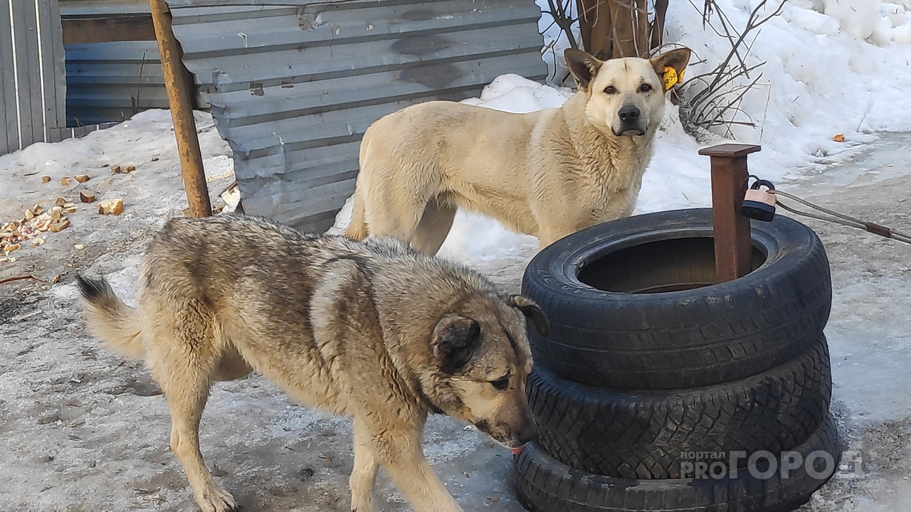 Во Владимирской области появится несколько областных приютов для бездомных животных