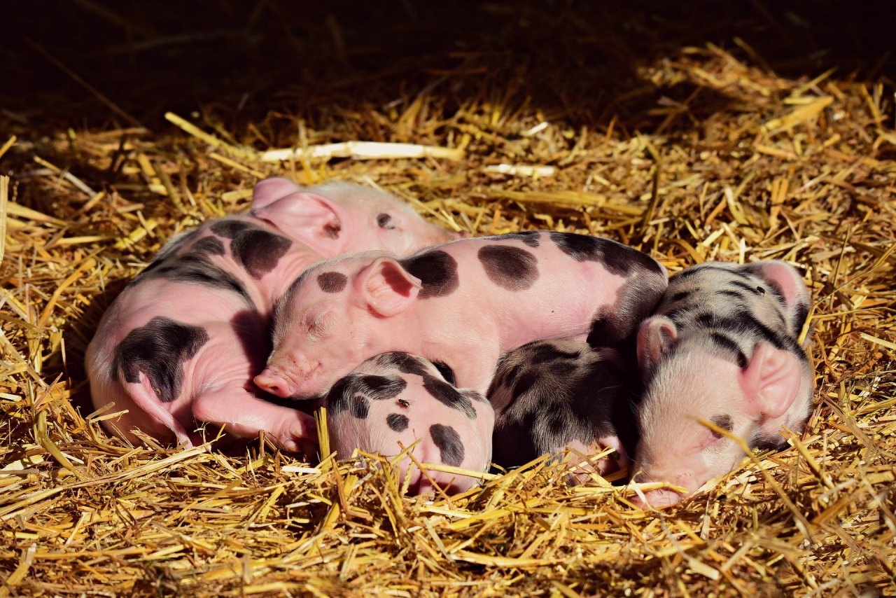 Во Владимире уничтожено 90 свиней из частных хозяйств