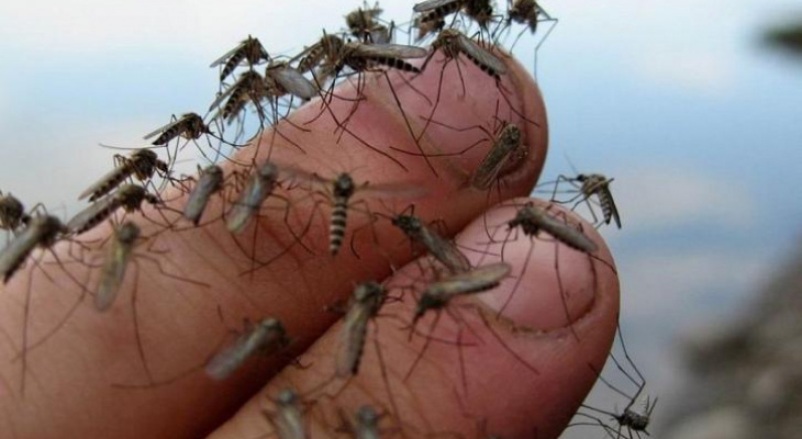 Эксперт предупреждает владимирцев о нашествии комаров