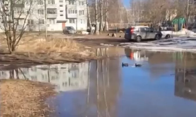 Фото к статье: В лужах Коврова завелись утки