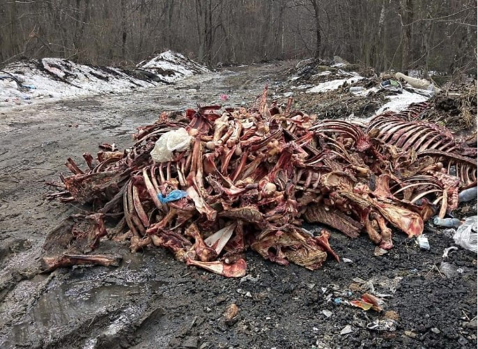 В Петушинском районе нашли опасную свалку останков животных