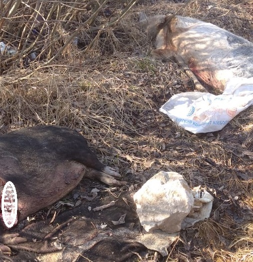 Под Муромом нашли 3 трупа заражённых африканской чумой свиней