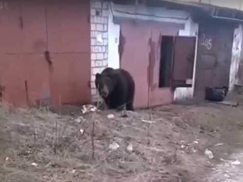 По улицам Кольчугина гуляет бурый медведь