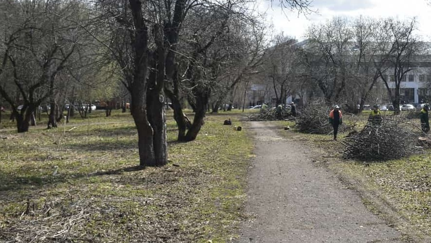Во Владимире ради нового сквера уничтожают деревья с гнёздами птиц