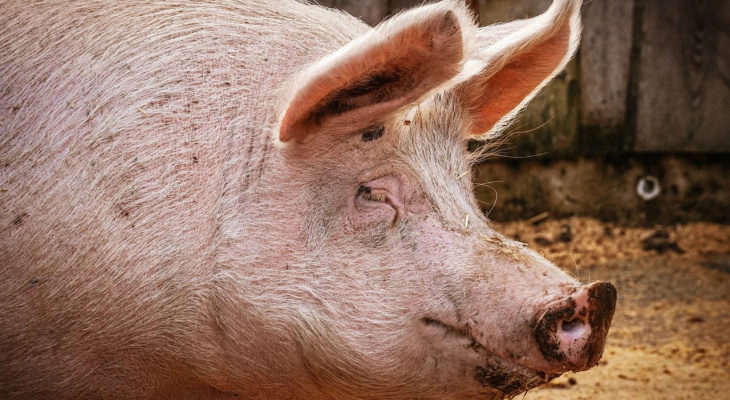 В Муромском районе выявили вирус африканской чумы свиней