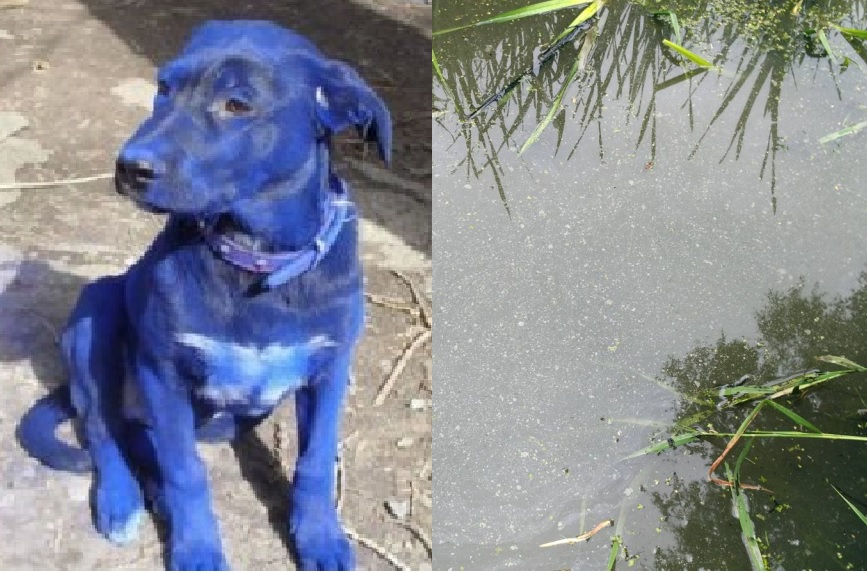 В Юрьевце взяты пробы воды из ручья, в котором посинела собака