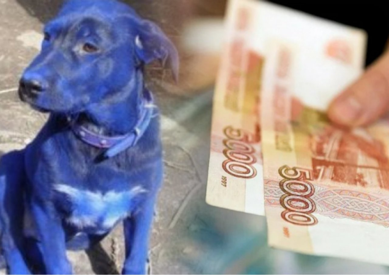 Главные новости этого дня: посиневшая собака и новые выплаты